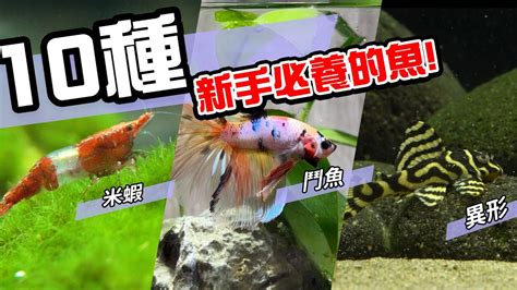 家裡養的魚|新手養魚首選魚類有哪些？－風生水起「燈」好運。